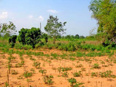 pic Rural  Land  For Development