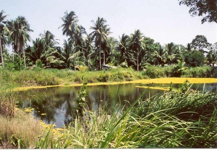 pic Soi Rong Po In the nature and silence