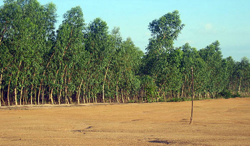 pic  Nongplalai near Pattaya park hill 