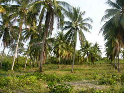 pic Na Jomtien country side, Beautiful land 