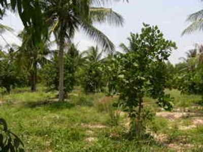 pic Na Jomtien country side, clear land