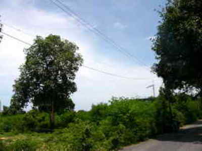 pic PRIME LAND WITH PUBLIC ROAD
