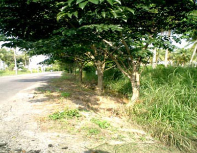 pic Yairk K-line, Rong Po Land for sale 