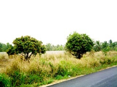 pic Giant Land Area Near Mabprachan