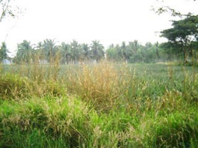 pic Big  Mabprachan  Land  Allotment