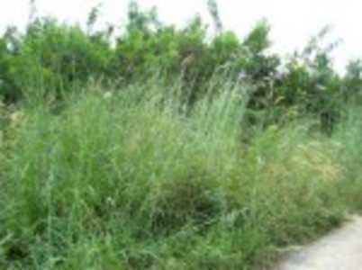 pic 50 Twah land for sale in  East Pattaya