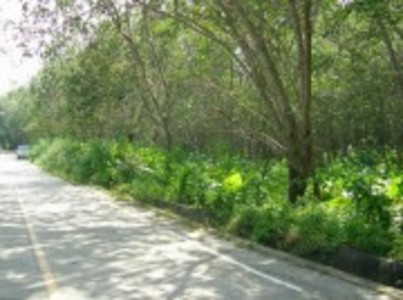 pic Land - Chalong , Phuket east cost
