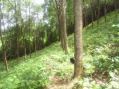 pic Land - Koh Naka , Phuket north east