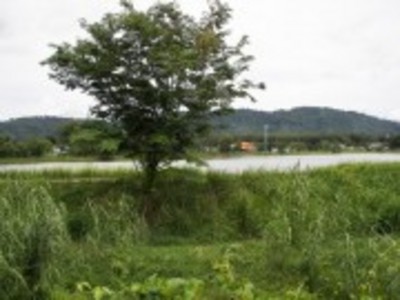 pic Land - Phuket Town , Phuket