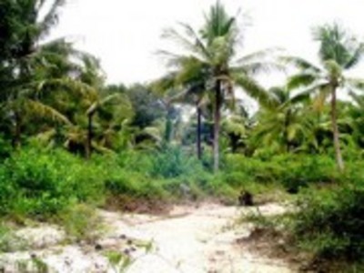 pic Land - Thalang , Phuket