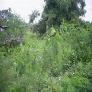pic Land for Sale - Large plot
