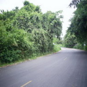 pic (555 Twah).Pratamnak Hill