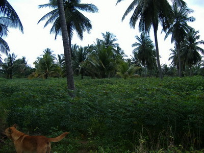 pic 4 Rai of Land - Pong Village