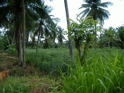 pic 4 Rai of Land - Pong Village