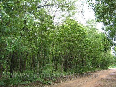 pic 12 Rai Many Trees