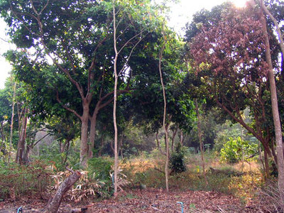 pic 2 Rai Close to City Mature Trees