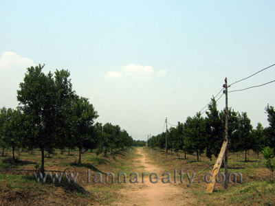 pic Mature Orange Grove