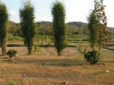 pic 4 Rai near Nature