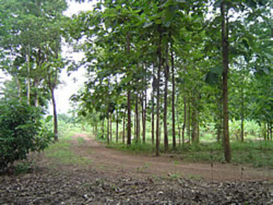 pic  Large plot with great views