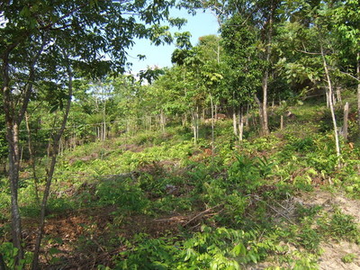 pic Baan Nai Suan, 1 Rai plots