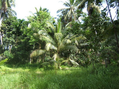 pic Main Road to Chaloklum