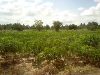 pic 4 rai (6400 SQM) of land
