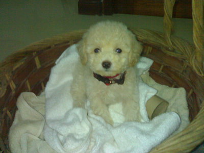 pic Toy poodle pup