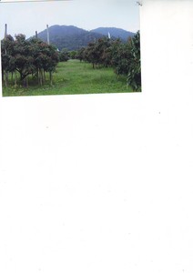 pic Land for sell in Chantaburi