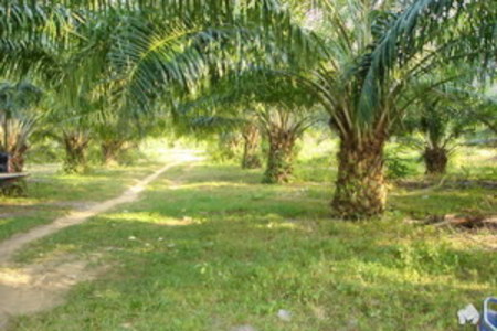 pic 73 rai Land at Klong Sai, Krabi