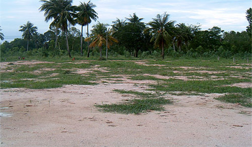 pic Siam Country Club (1 Rai - 1,600 Sq.m)