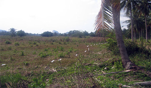 pic Soi Wat Yan (4 Rai + 472 Sq.m)