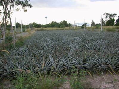 pic 25 km east of Pattaya, Land for sale