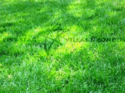 pic 5 Star land opportunity â€“ 158 sq wah 