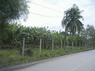 pic Land 1 Rai in 1 Chanod at Khao Chee Jun