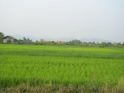 pic Land in Sansai for sale