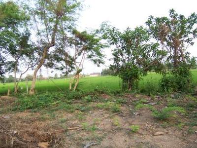 pic Land in Sansai for sale