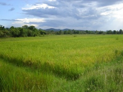 pic Farm For Sale Near Tha Yang