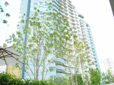 pic Luxury condo by The Chaophraya River