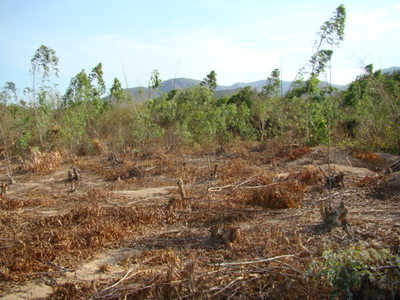 pic Small Eucalyptus Plantation For Sale