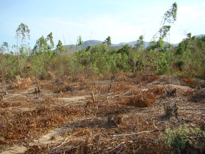 pic Small Eucalyptus Plantation For Sale