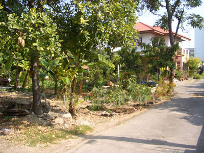pic Land for sale 3 - 2 - 32 rai 