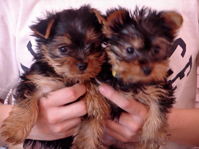 pic lovely yorkies for sale