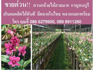 pic Orchid Nursery Farm