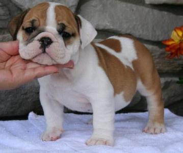 pic bulldog puppies for rehoming