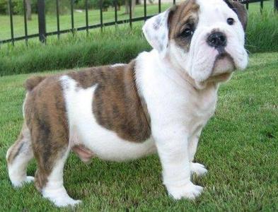 pic bulldog puppies for rehoming