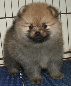 pic Show-quality Pomeranian puppies for sale