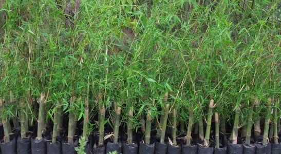 pic Bamboo Plants for Natural Privacy Screen