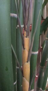pic Bamboo Plants for Natural Privacy Screen