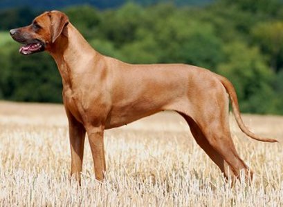 pic Looking for Rhodesian Ridgeback puppy
