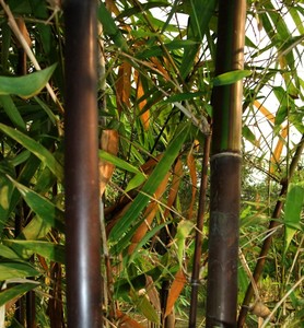pic Black Bamboo